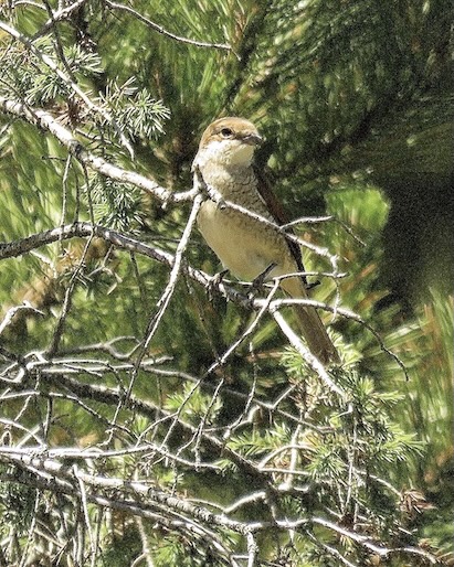 red-backed shrike